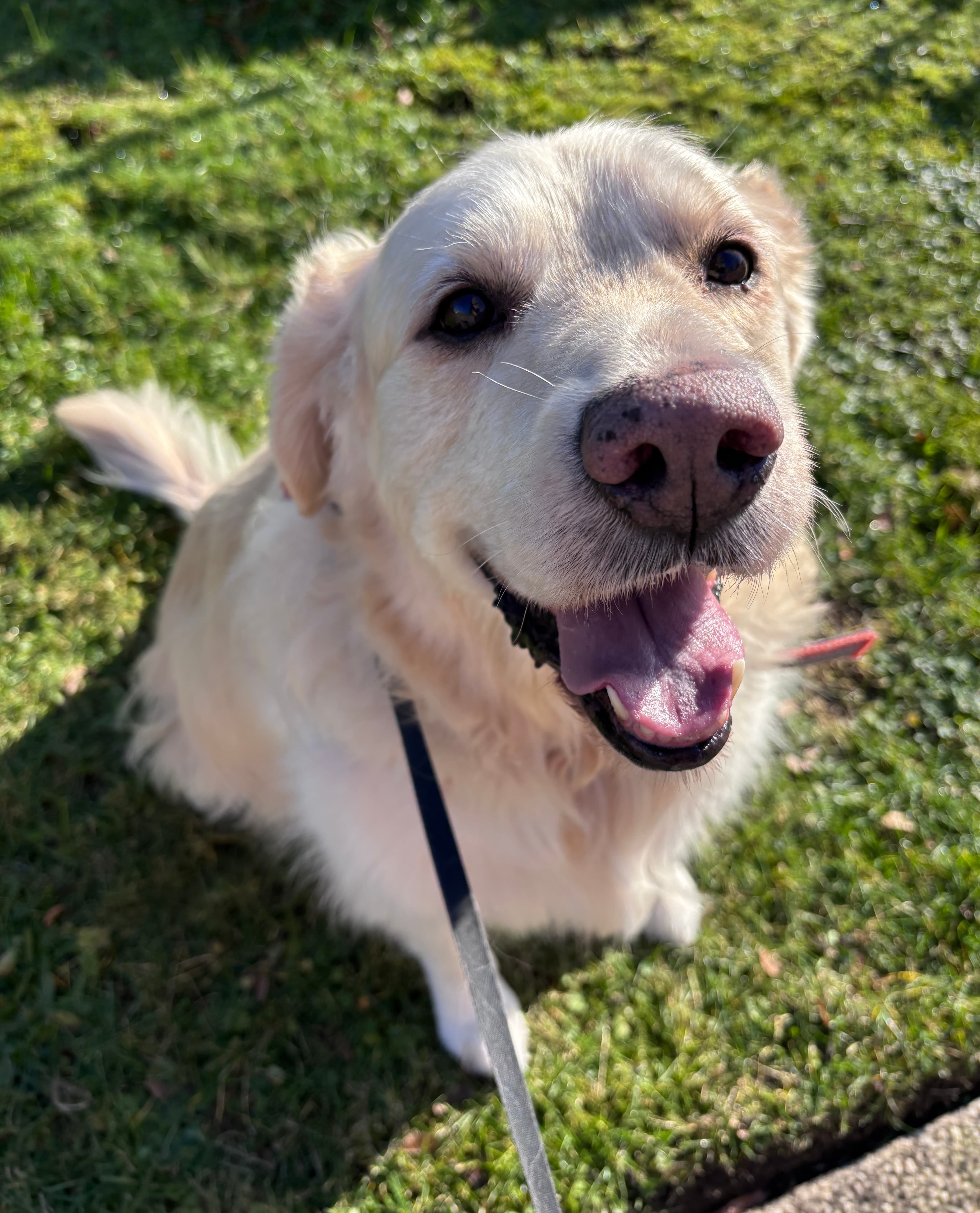 Bolle, de office dog van Kampweb